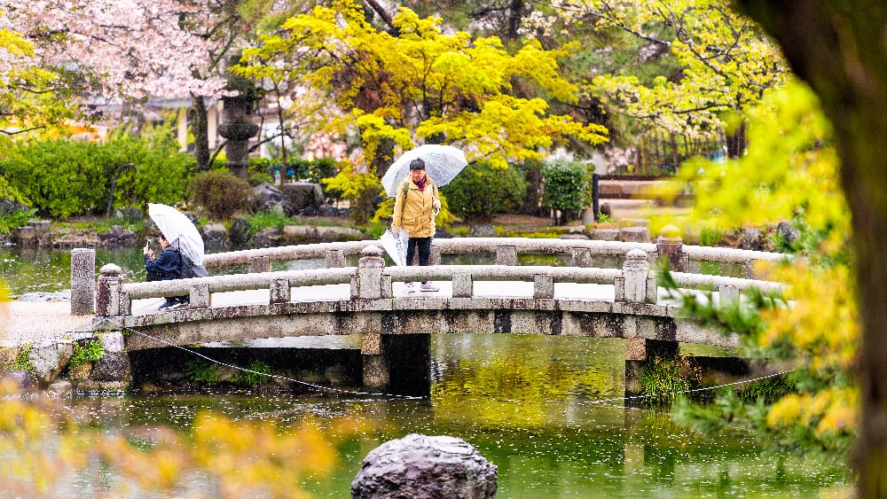 Piknik di Jepang: Nikmati Keindahan Alam Sambil Berinteraksi dengan Budaya